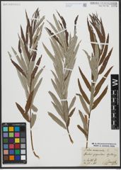 Foto von Salix viminalis L.